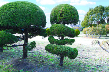 植木剪定・伐採